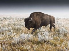 Tapeta National Geographic 391.jpg